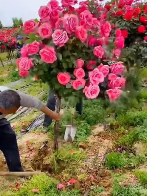 基地現(xiàn)挖精品玫瑰老樁 綠植租借新選擇