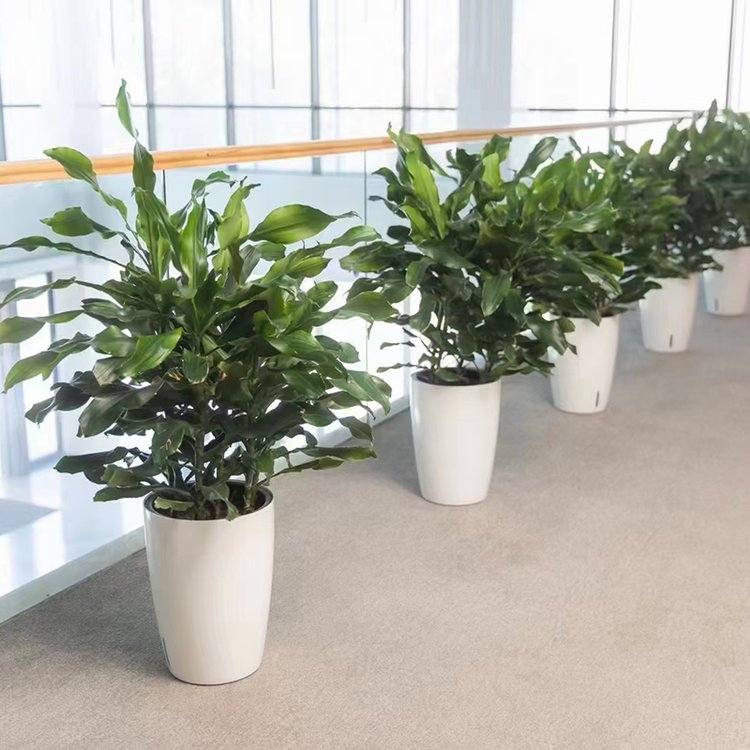 辦公室租擺花卉綠植 打造綠色生態(tài)的辦公與酒店空間