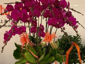 深圳寶安專業(yè)綠植租擺公司 點(diǎn)亮辦公與生活空間的綠色藝術(shù)