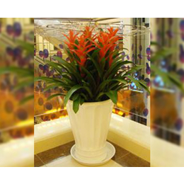 專業綠植花卉租賃服務——合肥軒晨園藝，打造商場活力空間