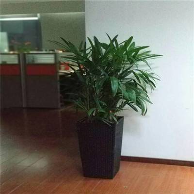 天津谷鑫亞泰花卉 綠植租賃、租擺服務與室內花卉設計專家