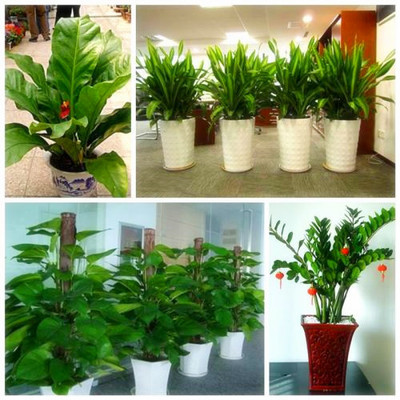 綠植盆景批發與租賃一站式服務 佳之美花卉的專業之道