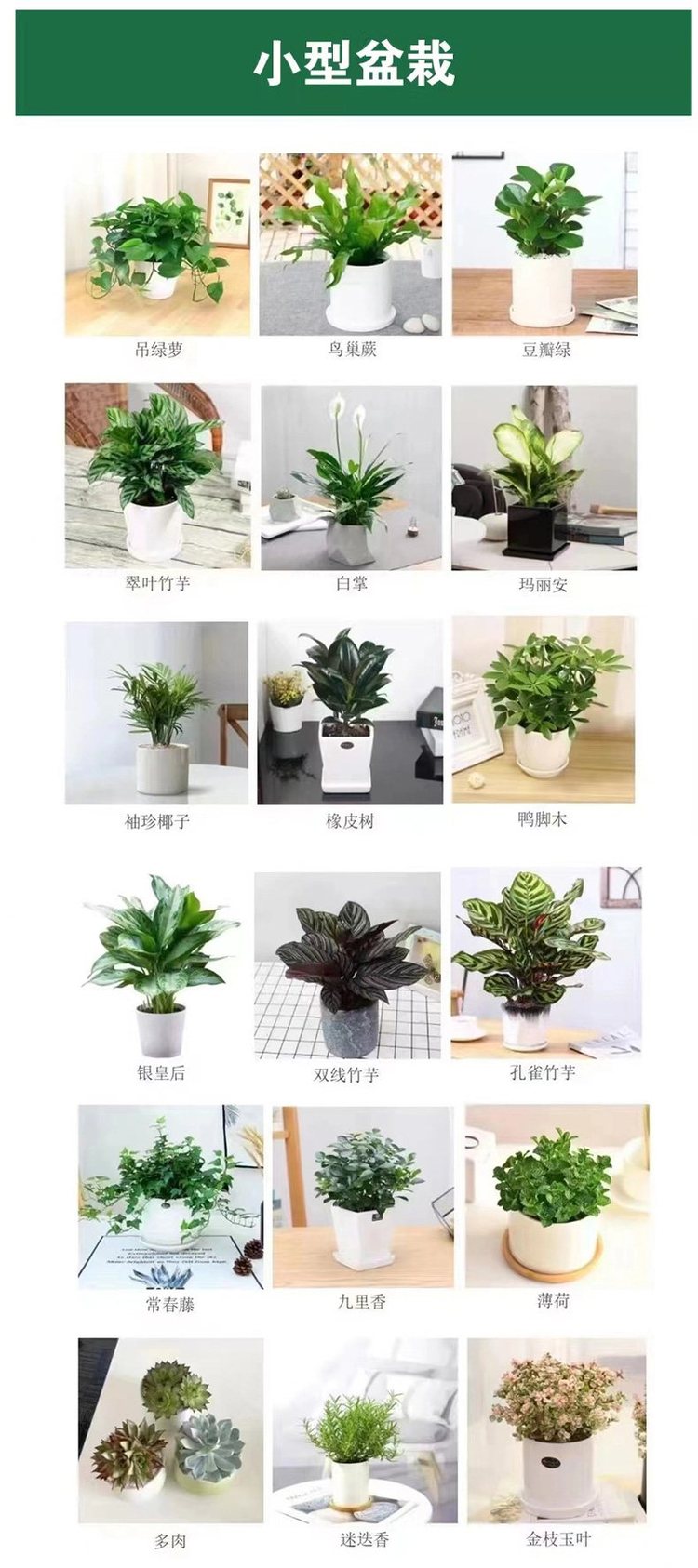 辦公室植物租擺與商場綠植租賃 綠林園藝一站式解決方案