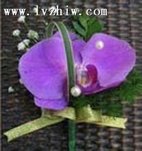 【北京花卉出租市場在哪里】價格,廠家,花卉種子種苗